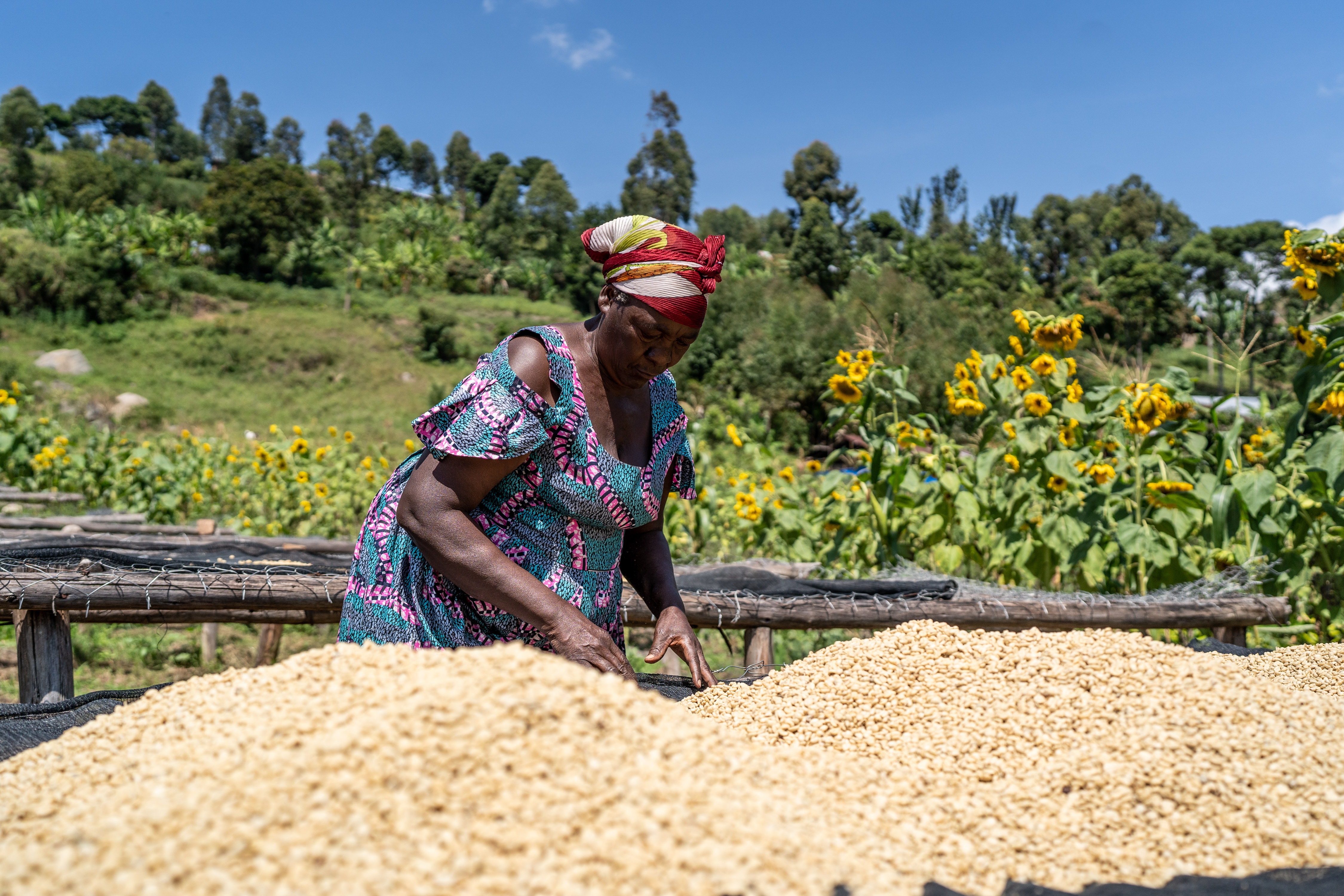 Women in the DRC working on coffee beans