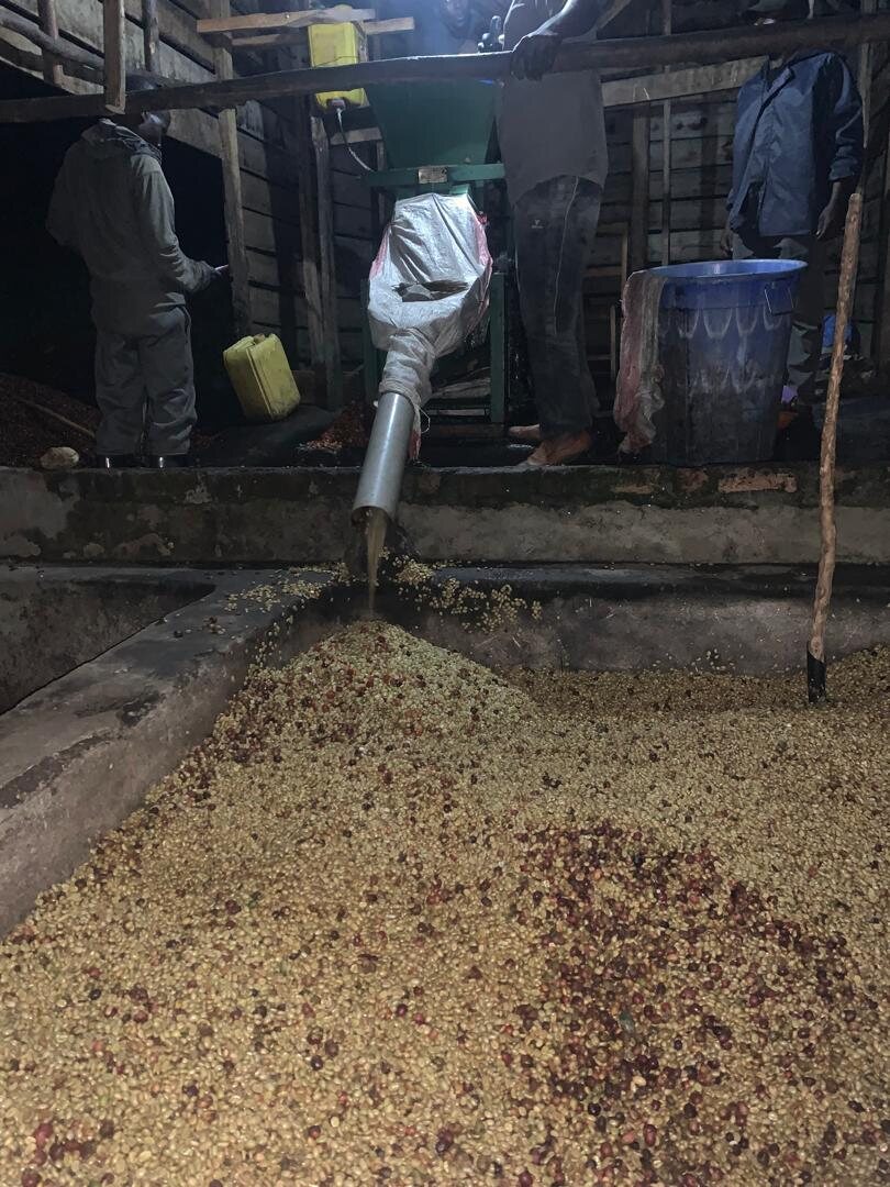 Pulped coffee coming out at a washing station, at night during the harvest.