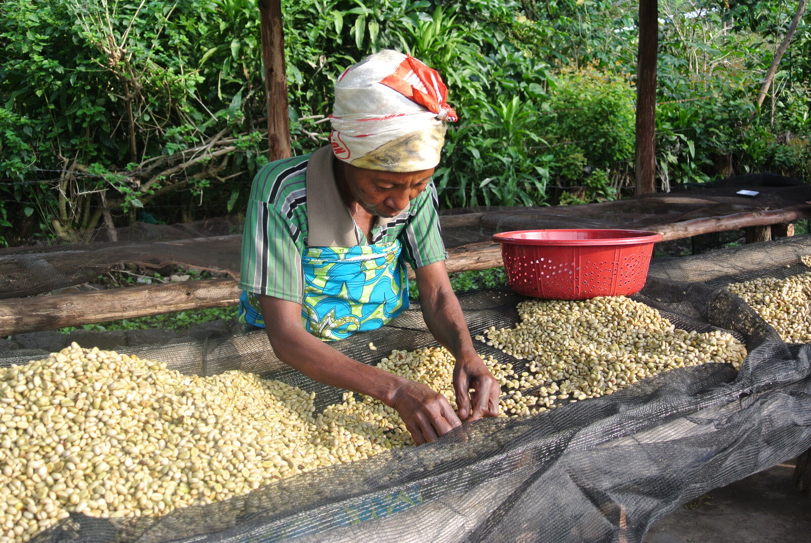 A member sorting parchment coffee on a drying bed